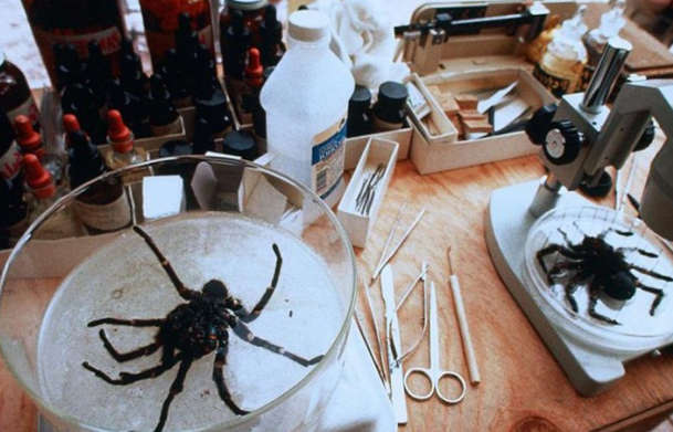 Arachnofobie: Remake pavoučího hororu je na cestě | Fandíme filmu