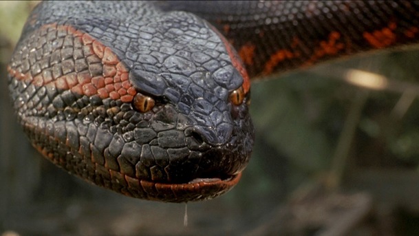 Anakonda: Robotický had při natáčení málem zabil Jennifer Lopez | Fandíme filmu