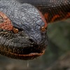 Anakonda: Robotický had při natáčení málem zabil Jennifer Lopez | Fandíme filmu