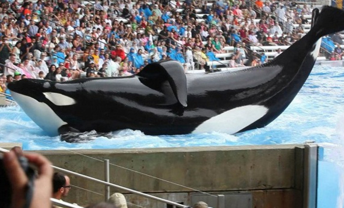 Death At SeaWorld: Nebezpečný chov kosatek v nové biografické sérii | Fandíme seriálům