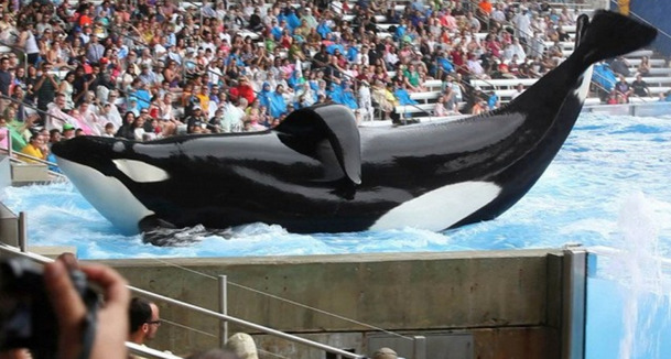 Death At SeaWorld: Nebezpečný chov kosatek v nové biografické sérii | Fandíme serialům