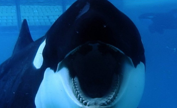 Death At SeaWorld: Nebezpečný chov kosatek v nové biografické sérii | Fandíme serialům