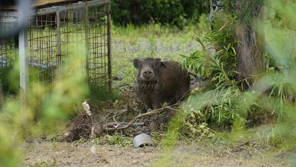 The Toxic Pigs Of Fukushima: Dokument přibližuje lov radioaktivních prasat v Japonsku | Fandíme filmu