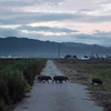 The Toxic Pigs Of Fukushima: Dokument přibližuje lov radioaktivních prasat v Japonsku | Fandíme filmu