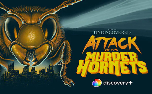 Attack of the Murder Hornets: Vědecký pohled na sršní apokalypsu | Fandíme filmu