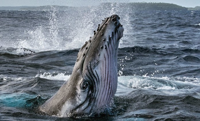Secrets of the Whales: James Cameron nám přiblíží život velryb | Fandíme seriálům