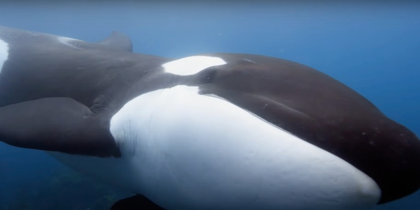 Secrets of the Whales: James Cameron nám přiblíží život velryb | Fandíme serialům