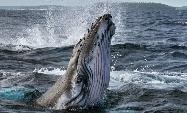 Secrets of the Whales: James Cameron nám přiblíží život velryb | Fandíme serialům