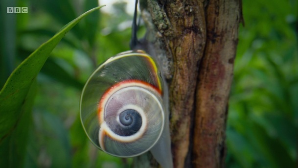 Život v barvě: David Attenborough ukáže divákům, jak barvy fungují ve zvířecí říši | Fandíme serialům