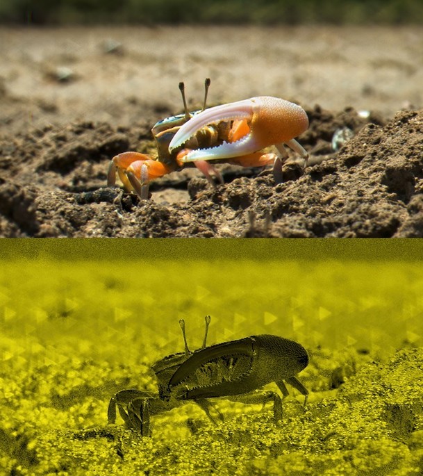 Život v barvě: David Attenborough ukáže divákům, jak barvy fungují ve zvířecí říši | Fandíme serialům