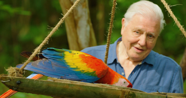 Život v barvě: David Attenborough ukáže divákům, jak barvy fungují ve zvířecí říši | Fandíme serialům