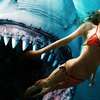 Shark Bait: Žraločí hostina v novém traileru | Fandíme filmu