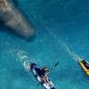 Útes smrti 2: Žralok zabiják se vrací, pusťte si trailer | Fandíme filmu