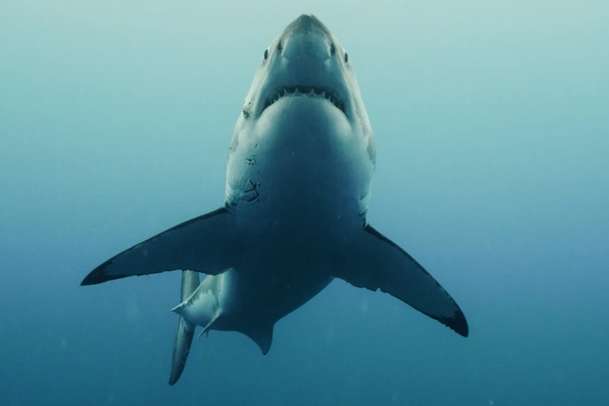 Útes smrti 2: Ještě jeden trailer žraločího napínáku | Fandíme filmu