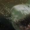 Maneater: Žralok lidožrout si smlsne na líbánkách bez ženicha | Fandíme filmu