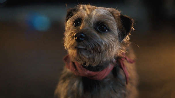 Strays: V bláznivé komedii chce týraný pes ukousnout majiteli pytlík | Fandíme filmu