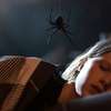 Sting: V novém thrilleru řádí obří nenasytný pavouk | Fandíme filmu