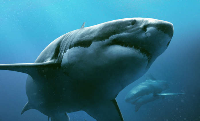 The Red Triangle: V místě s největším žraločím výskytem se potopí velká loď | Fandíme filmu