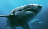 The Red Triangle: V místě s největším žraločím výskytem se potopí velká loď | Fandíme filmu