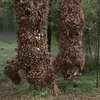 Bloodthirsty Bees: Krvežíznivé včely v traileru řádí hůř než piraně | Fandíme filmu