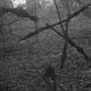 Blair Witch: Nový film má režiséra a letos se začne točit | Fandíme filmu