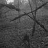 Blair Witch: Nový film má režiséra a letos se začne točit | Fandíme filmu