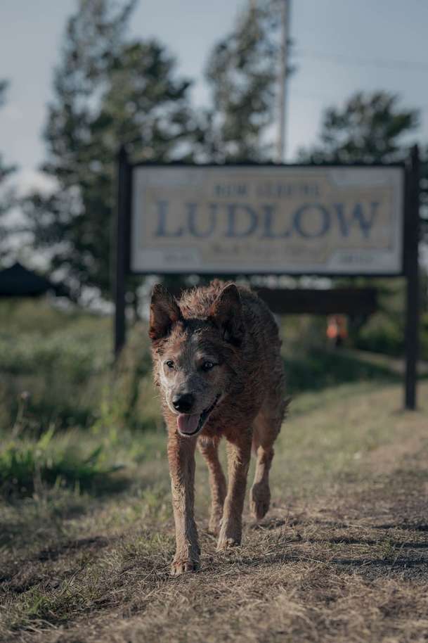 Pet Sematary: Bloodlines – Prequel Řbitova zviřátek se představuje | Fandíme filmu