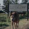 Pet Sematary: Bloodlines – Prequel Řbitova zviřátek se představuje | Fandíme filmu