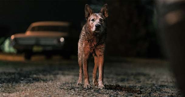 Pet Sematary: Bloodlines – Nový Řbitov zviřátek má 1. trailer | Fandíme filmu