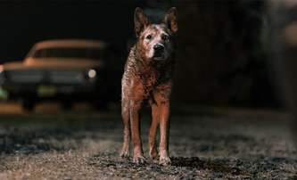 Pet Sematary: Bloodlines – Nový Řbitov zviřátek má 1. trailer | Fandíme filmu