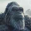 Godzilla a Kong: Příští díl monster série už se píše | Fandíme filmu
