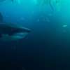 Žraloci v Paříži: Trailer pro jeden z hororových úletů roku | Fandíme filmu