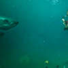 Into the Deep: Piráti násilím nahánějí turisty mezi žraloky | Fandíme filmu