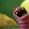 Spermageddon: Do českých kin míří sprostý animák o spermiích a první souloži | Fandíme filmu