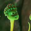 Spermageddon: Do českých kin míří sprostý animák o spermiích a první souloži | Fandíme filmu