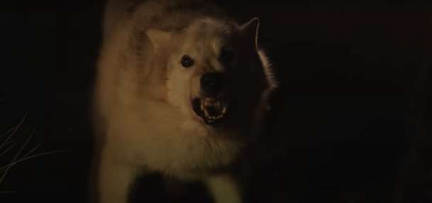 Alma & the Wolf - V novém hororu řádí vlčí monstrum - pusťte si trailer | Fandíme filmu