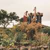 Harvest: Pomalá modernizace v zapadlé vesničce rozpoutá peklo | Fandíme filmu