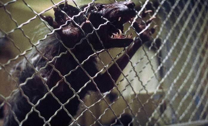 Rats! - New York čelí skutečně brutálnímu zamoření krysami | Fandíme filmu