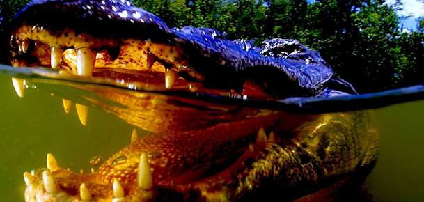 Gator Lake: Když unikne geneticky upravený aligátor, začíná masakr | Fandíme filmu