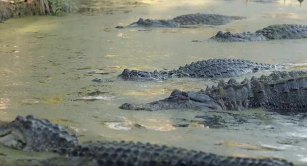 Gator Lake: Když unikne geneticky upravený aligátor, začíná masakr | Fandíme filmu