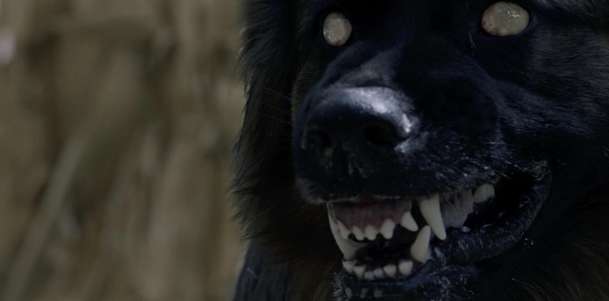 The Dogs: V novém hororu pronásledují chlapce psi z pekla | Fandíme filmu