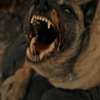 The Dogs: V novém hororu pronásledují chlapce psi z pekla | Fandíme filmu