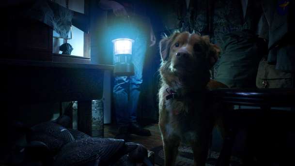 Good Boy: Nový horor je kompletně pojednaný pohledem hlavního hrdiny - psa | Fandíme filmu