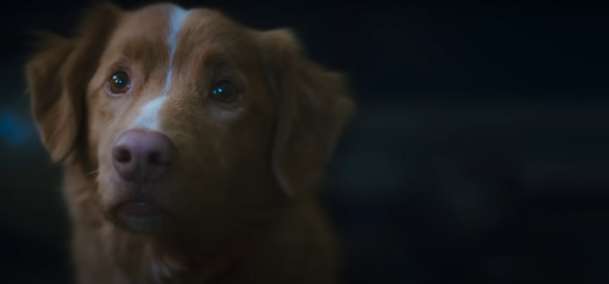 Good Boy: Nový horor je kompletně pojednaný pohledem hlavního hrdiny - psa | Fandíme filmu