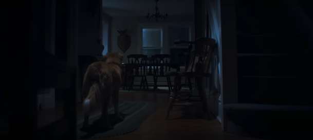 Good Boy: Nový horor je kompletně pojednaný pohledem hlavního hrdiny - psa | Fandíme filmu