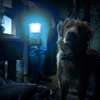 Good Boy: Nový horor je kompletně pojednaný pohledem hlavního hrdiny - psa | Fandíme filmu