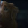 Good Boy: Nový horor je kompletně pojednaný pohledem hlavního hrdiny - psa | Fandíme filmu