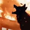Coyotes: Katastrofický biják plný divokých kojotů a požárů ukázal trailer | Fandíme filmu
