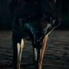 Coyotes: Katastrofický biják plný divokých kojotů a požárů ukázal trailer | Fandíme filmu