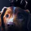 Good Boy: Čerstvý trailer blíž představuje horor celý vyprávěný z pohledu psa | Fandíme filmu